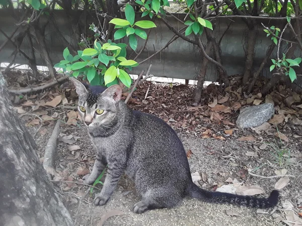 黄色い目のしま模様の猫の元写真