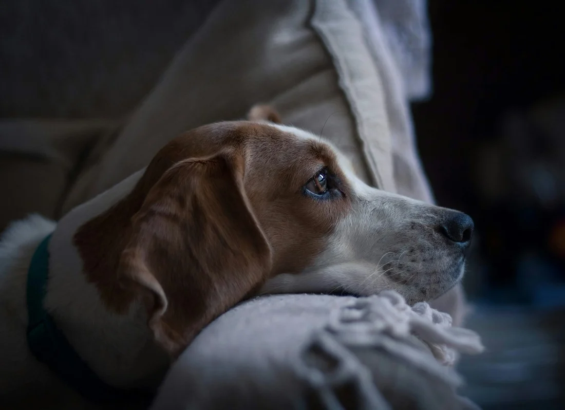 ソファでくつろぐビーグル犬。日常のペットとの時間のイメージ