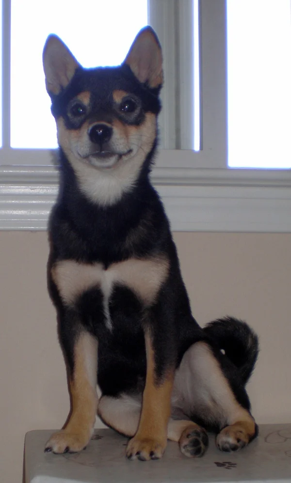制作テストの元写真、黒と茶色の柴犬